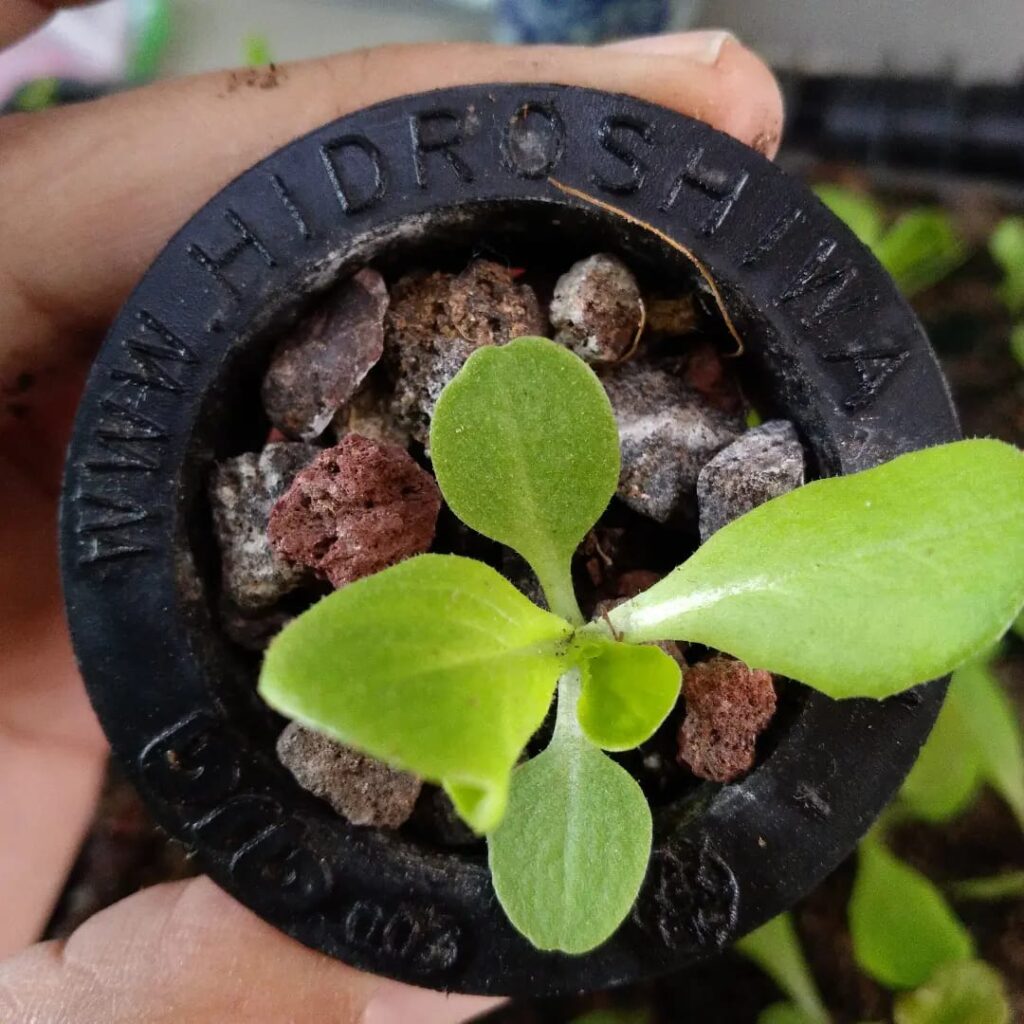 Beneficios Insuperables de La Hidroponía