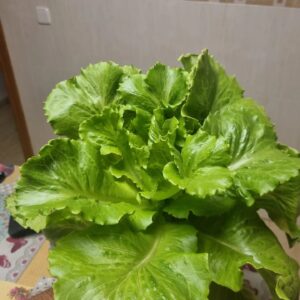 Hidroponia