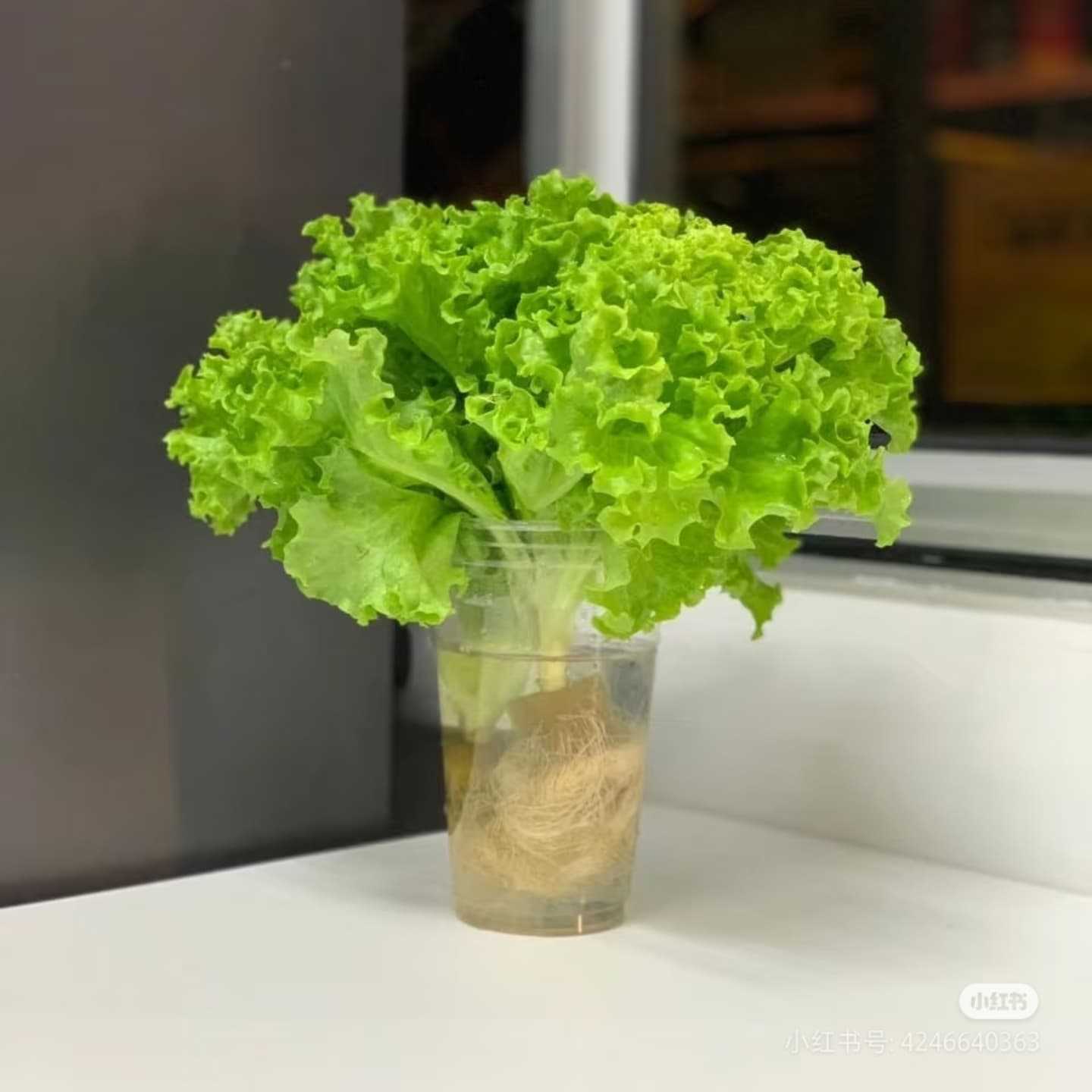 hidroponia