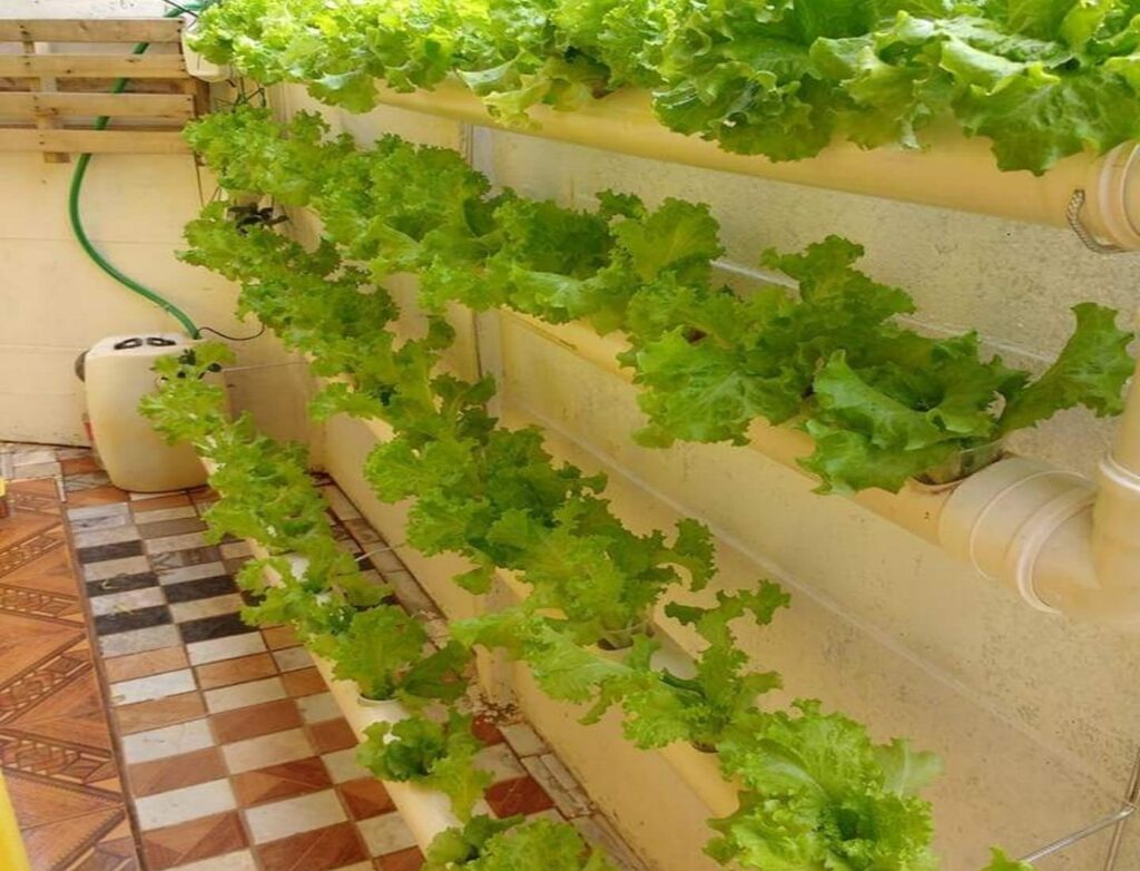 hidroponia NFT
